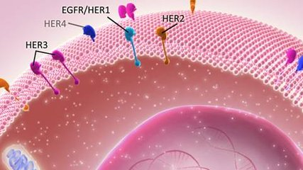 新的基因测试可以指导更好的抗HER2治疗选择